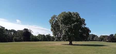 walnut tree